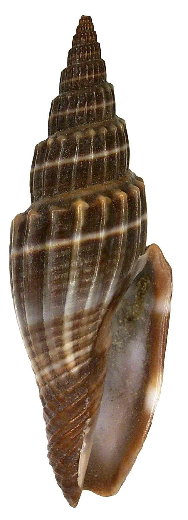 Image of Vexillum subdivisum (Gmelin 1791)