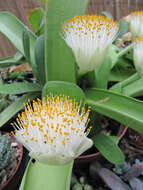 Imagem de Haemanthus albiflos Jacq.