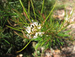 Image of Grevillea neurophylla Gand.