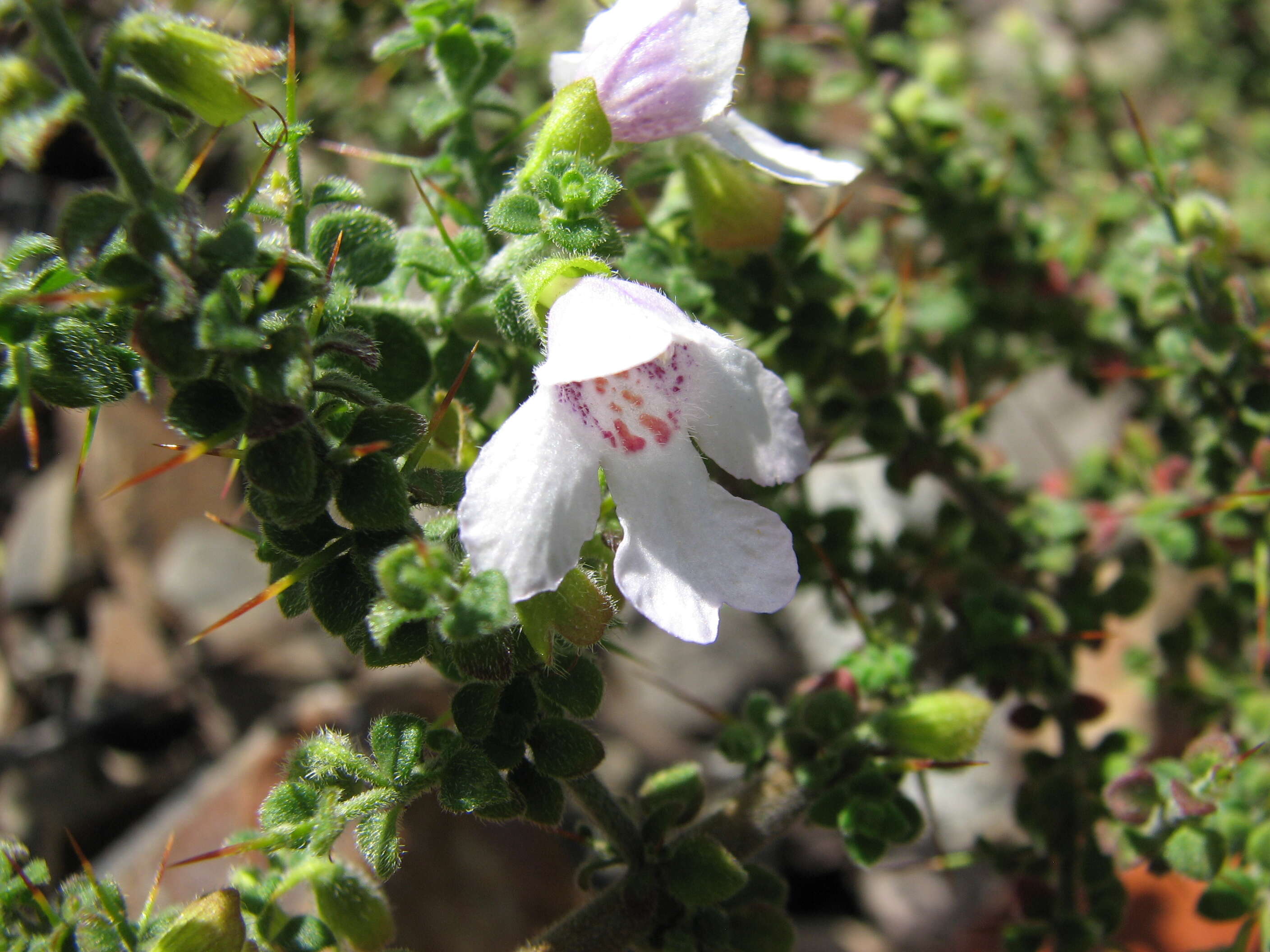 Image of Arapiles Mint-bush