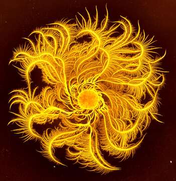 Image of Paenibacillus dendritiformis