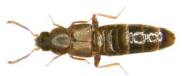 Image of Thamiaraea