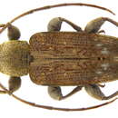 Plancia ëd Mycerinopsis proximata (Breuning 1942)