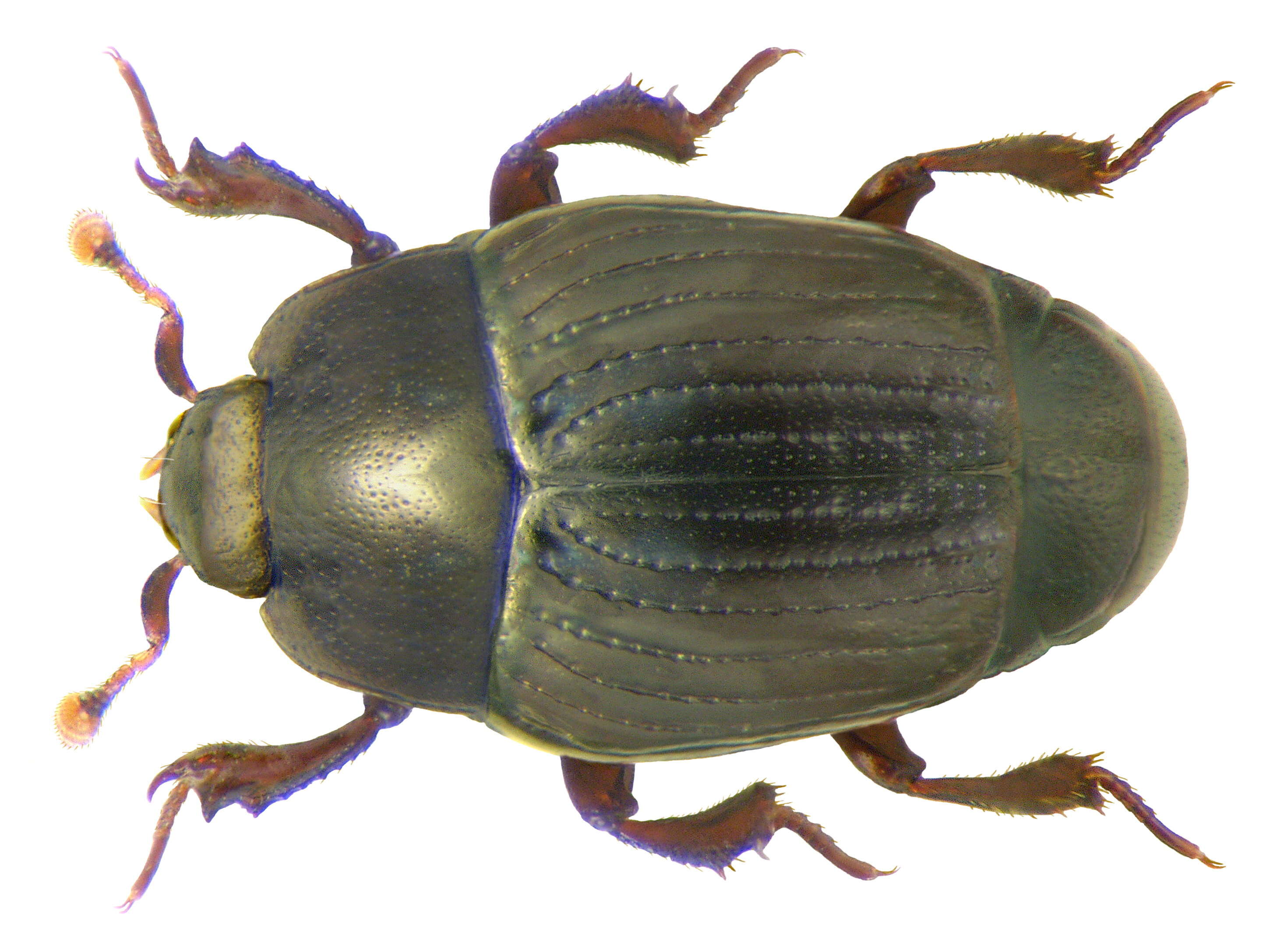 Image of Clown beetle