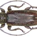 Image of Mycerinopsis fusca (Breuning 1970)