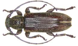 Image of Mycerinopsis fusca (Breuning 1970)