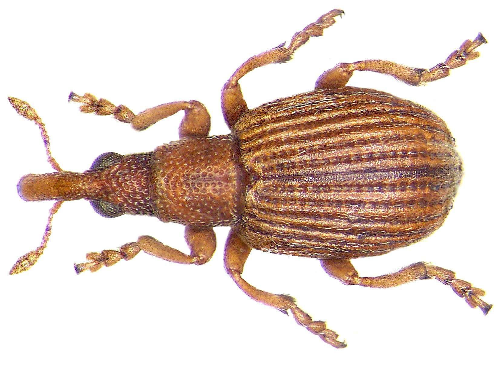 Image of Apion cruentatum