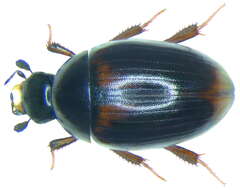 صورة Cercyon (Cercyon) haemorrhoidalis (Fabricius 1775)