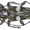 Trigonoptera bimaculata Thomson 1865的圖片