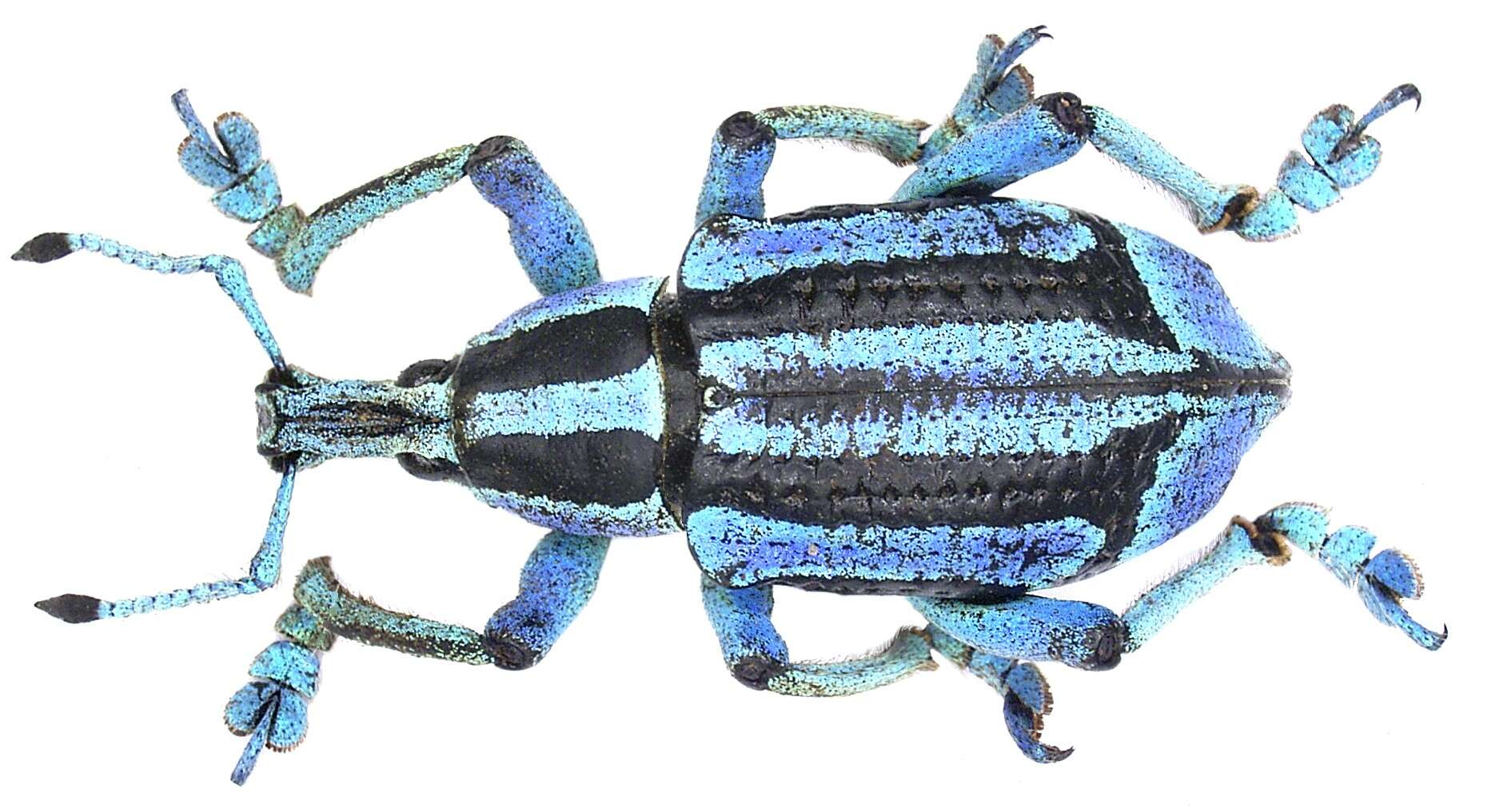 Image of Eupholus bennetti Gestro 1876