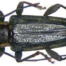 Trigonoptera amboinica Breuning 1968的圖片