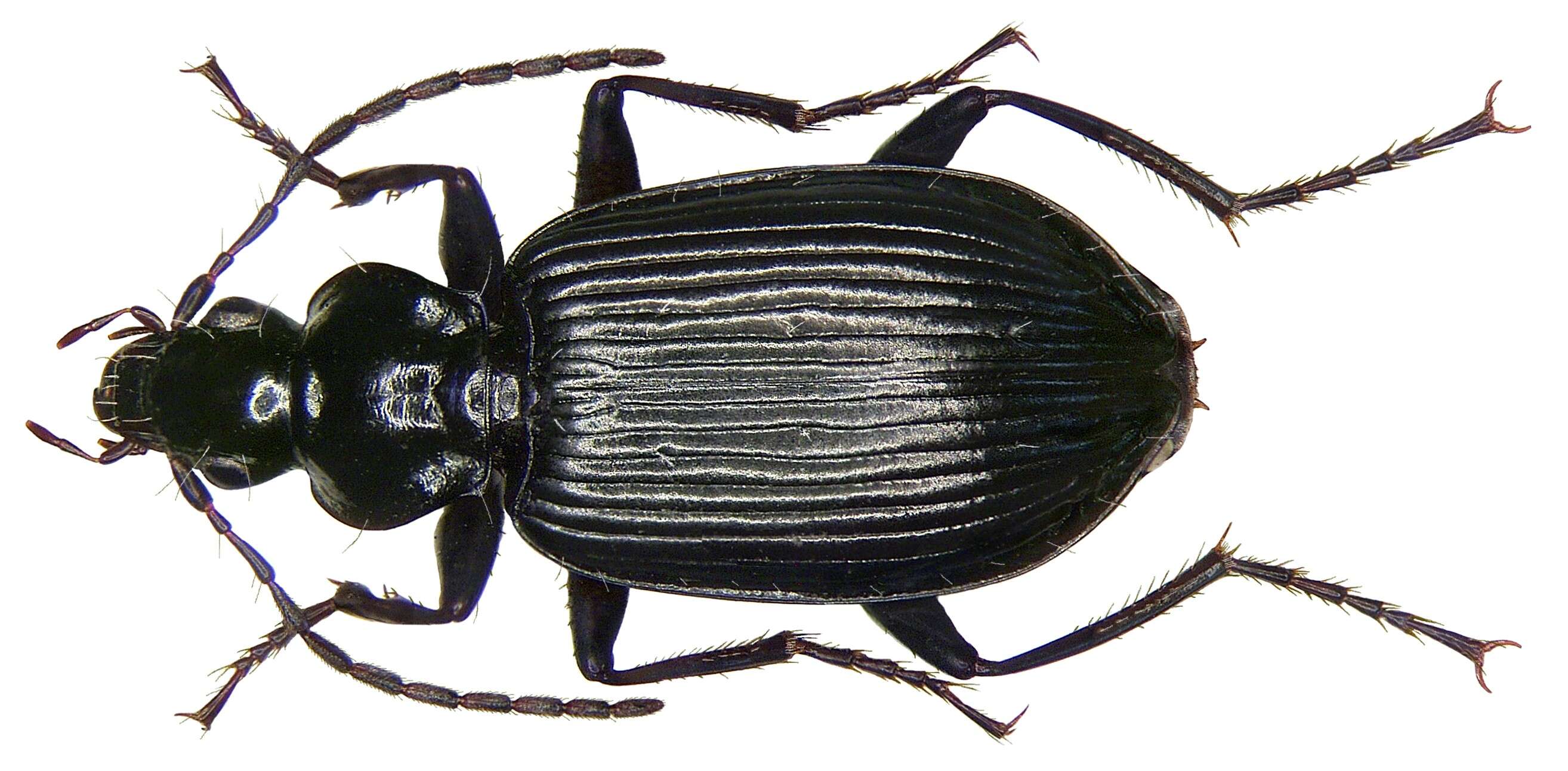 Image of Platynus assimilis
