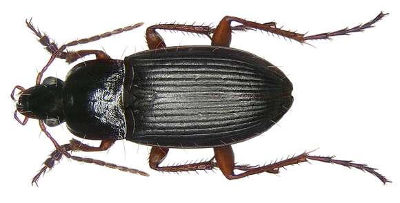 Image of Carabidae