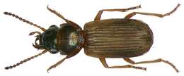 Bembidion (Cillenus) laterale (Leach ex Samouelle 1819)的圖片