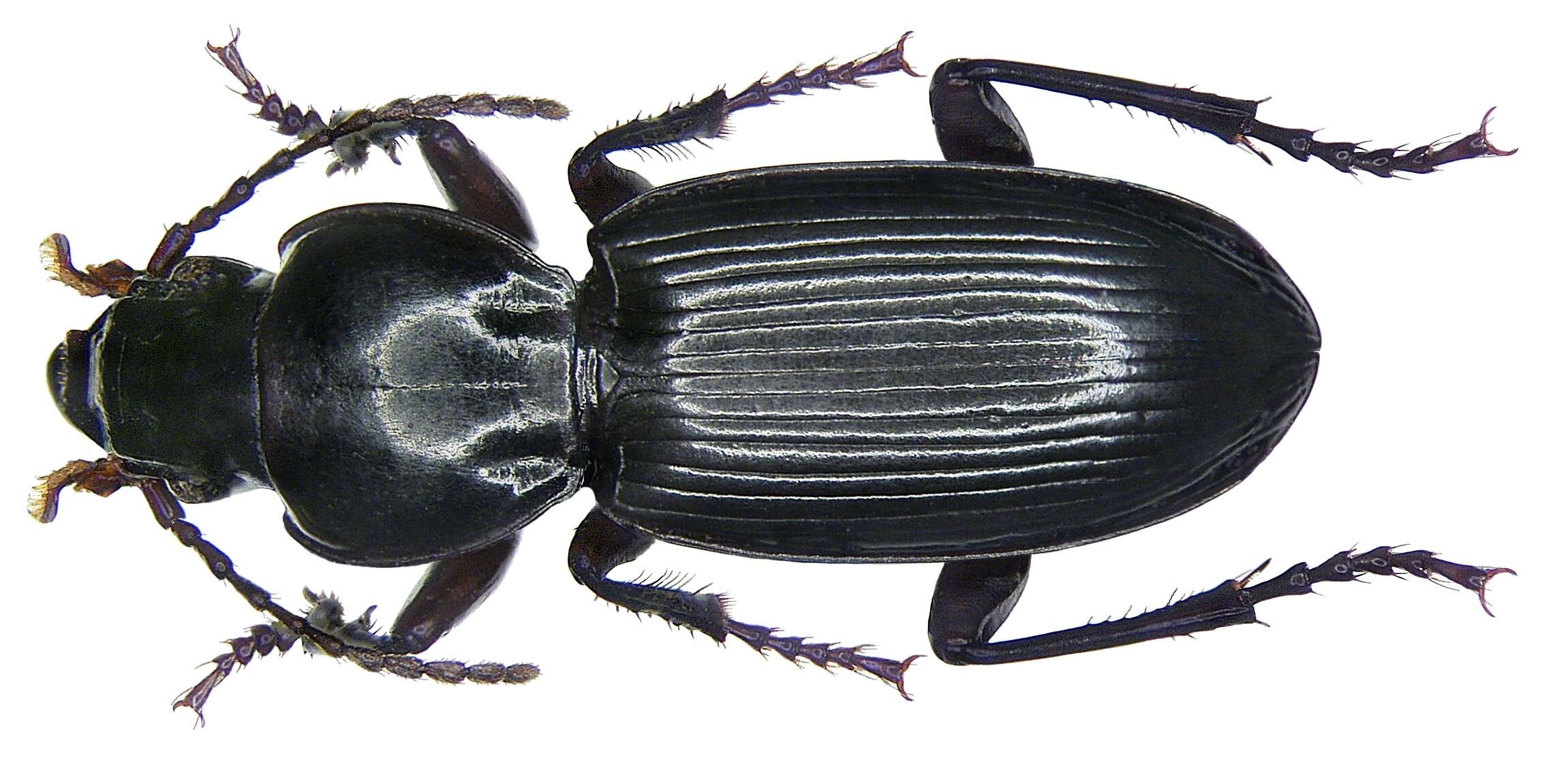 Image of Tapinopterus