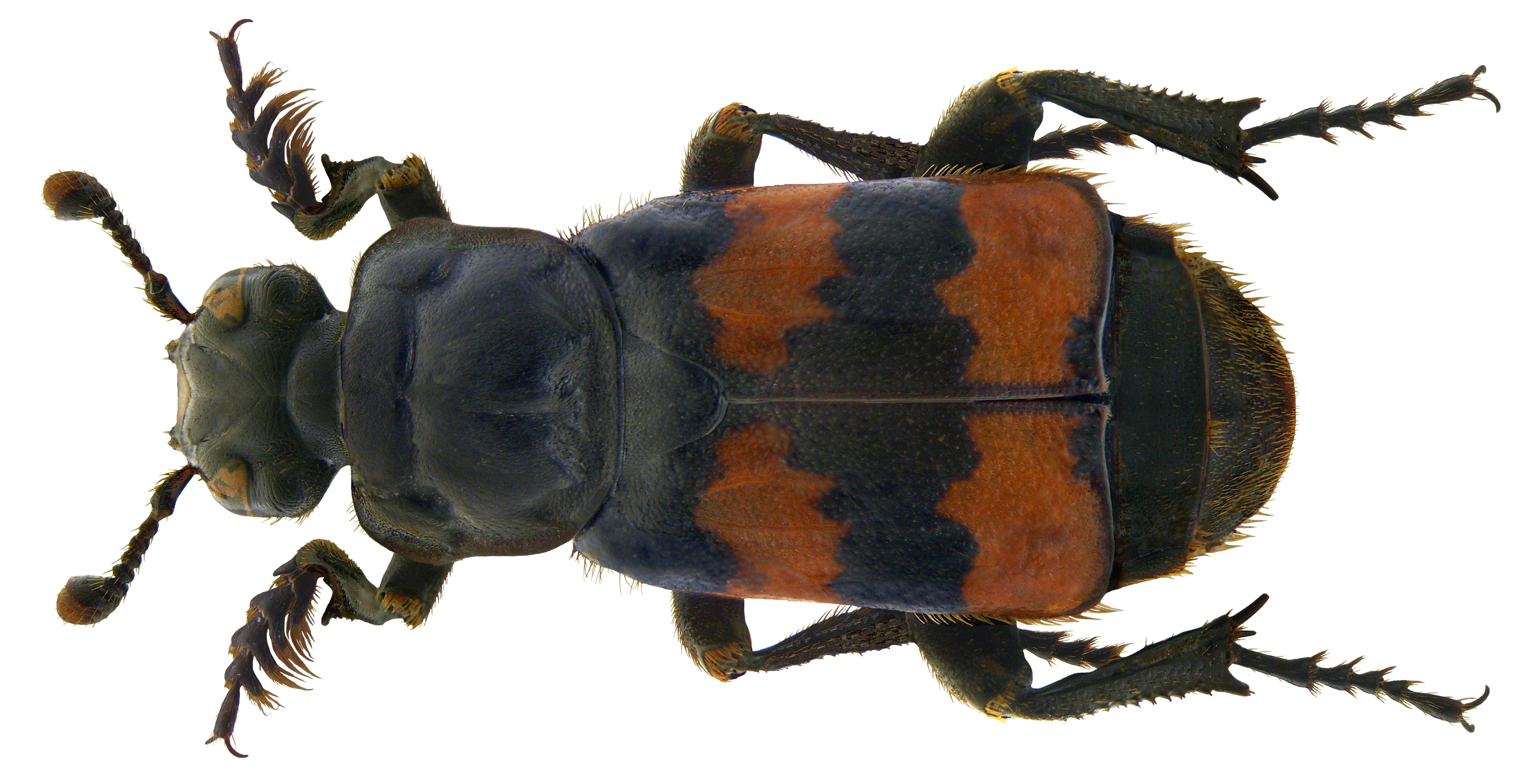 Image of Nicrophorus (Nicrophorus) interruptus (Stephens 1830)