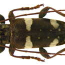 Image of Falsepilysta bifasciata (Aurivillius 1923)