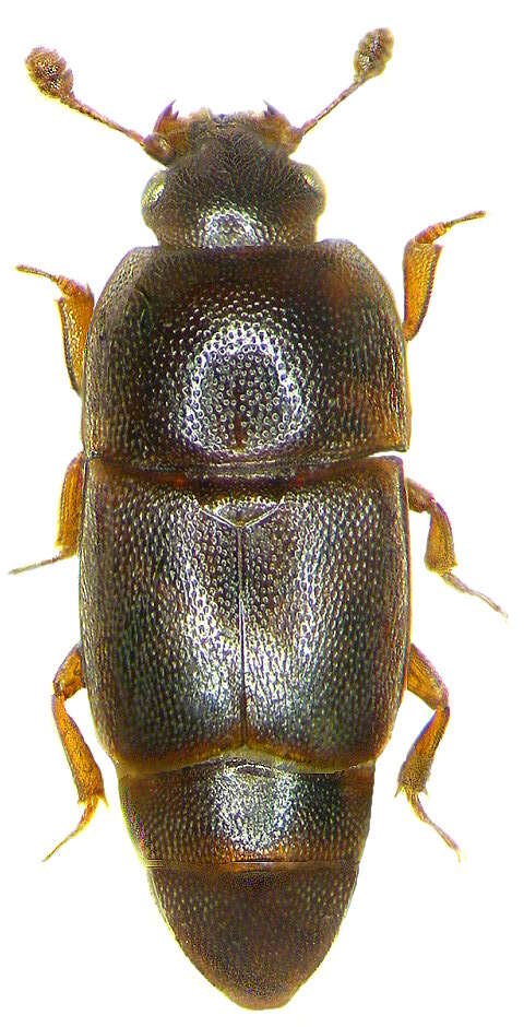 Image of Sap beetle