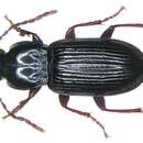 Imagem de Pterostichus (Pseudomaseus) minor (Gyllenhal 1827)