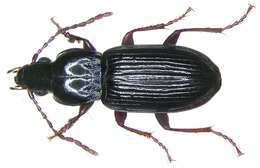 Image de Pterostichus (Pseudomaseus) minor (Gyllenhal 1827)