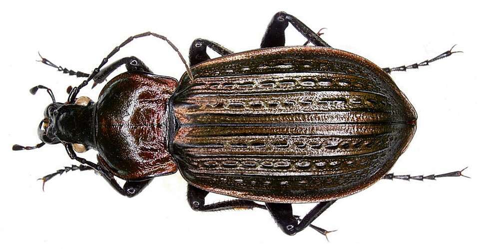 Image of Carabus (Macrothorax) morbillosus Fabricius 1792