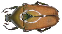 Image de Torynorrhina opalina (Hope 1831)