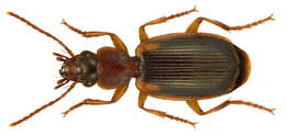 Plancia ëd Cymindis (Cymindis) axillaris (Fabricius 1794)