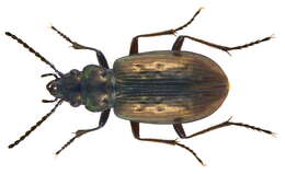 Image of Pelophila