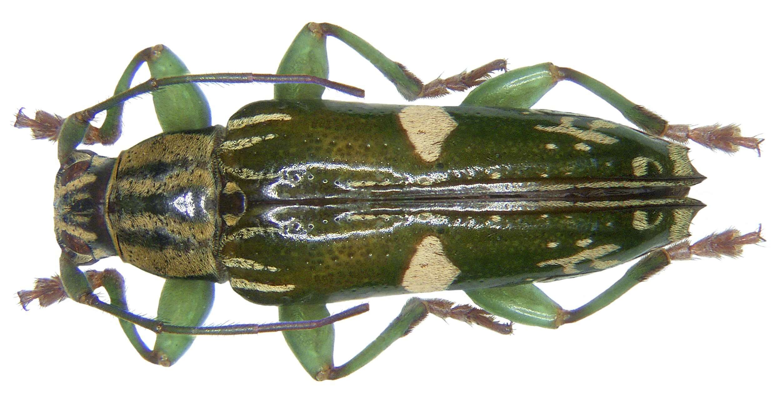 Image of Tmesisternus prasinatus Heller 1914