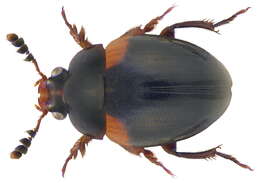 Image of round fungus beetles