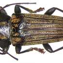 Image of Tmesisternus venatus (Thomson 1864)