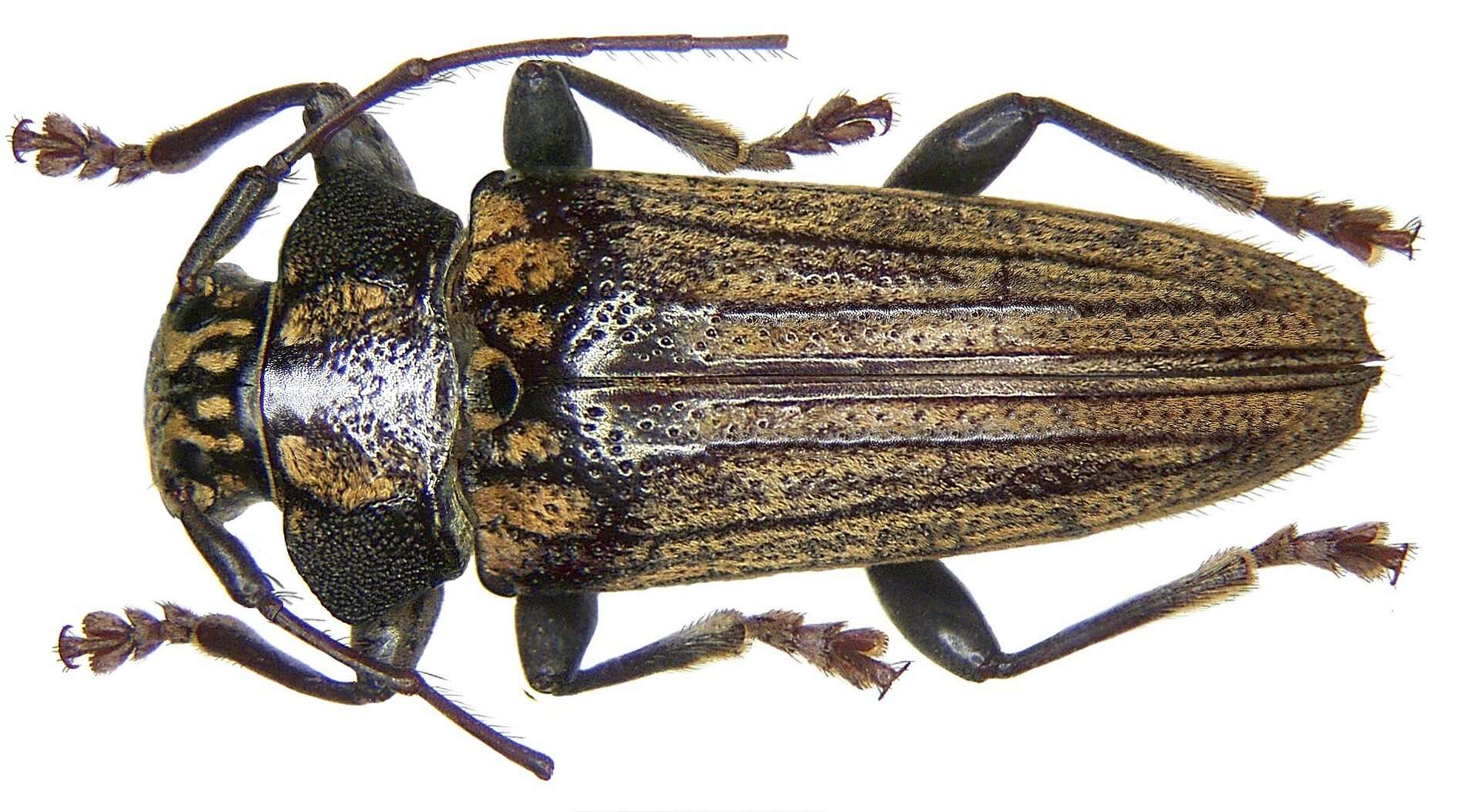 Image of Tmesisternus venatus (Thomson 1864)