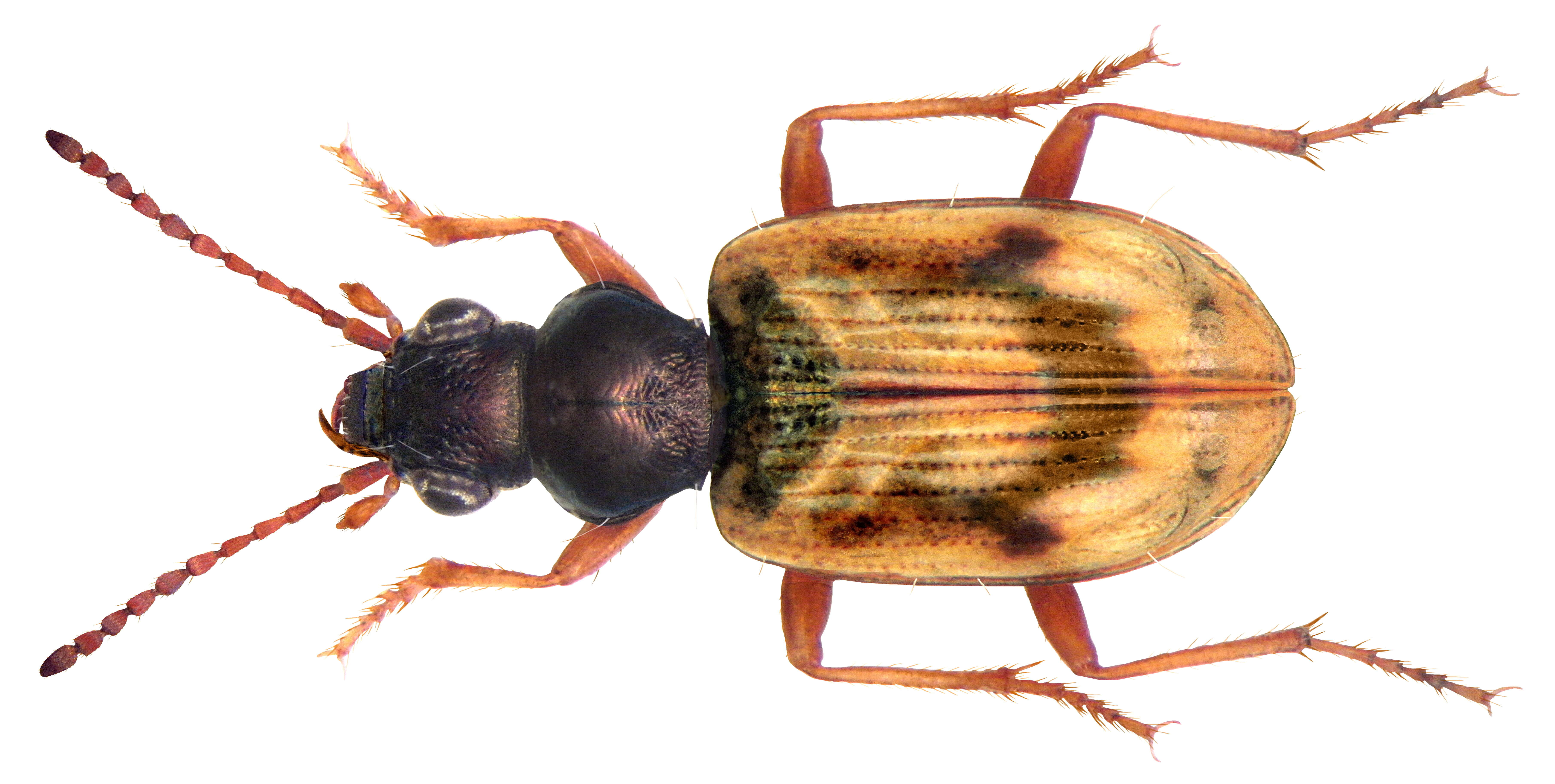 Plancia ëd Bembidion (Actedium) pallidipenne (Illiger 1802)