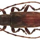 Image of Mycerinopsis albomaculata (Breuning 1939)