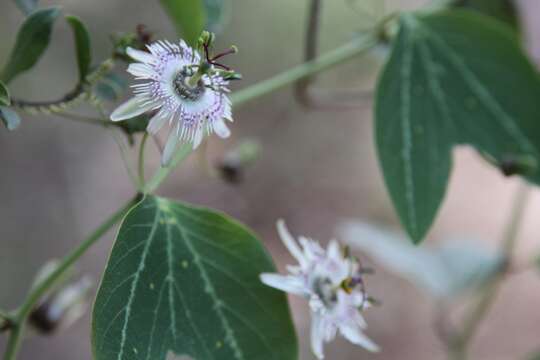 Image of Passiflora pardifolia Vanderpl.