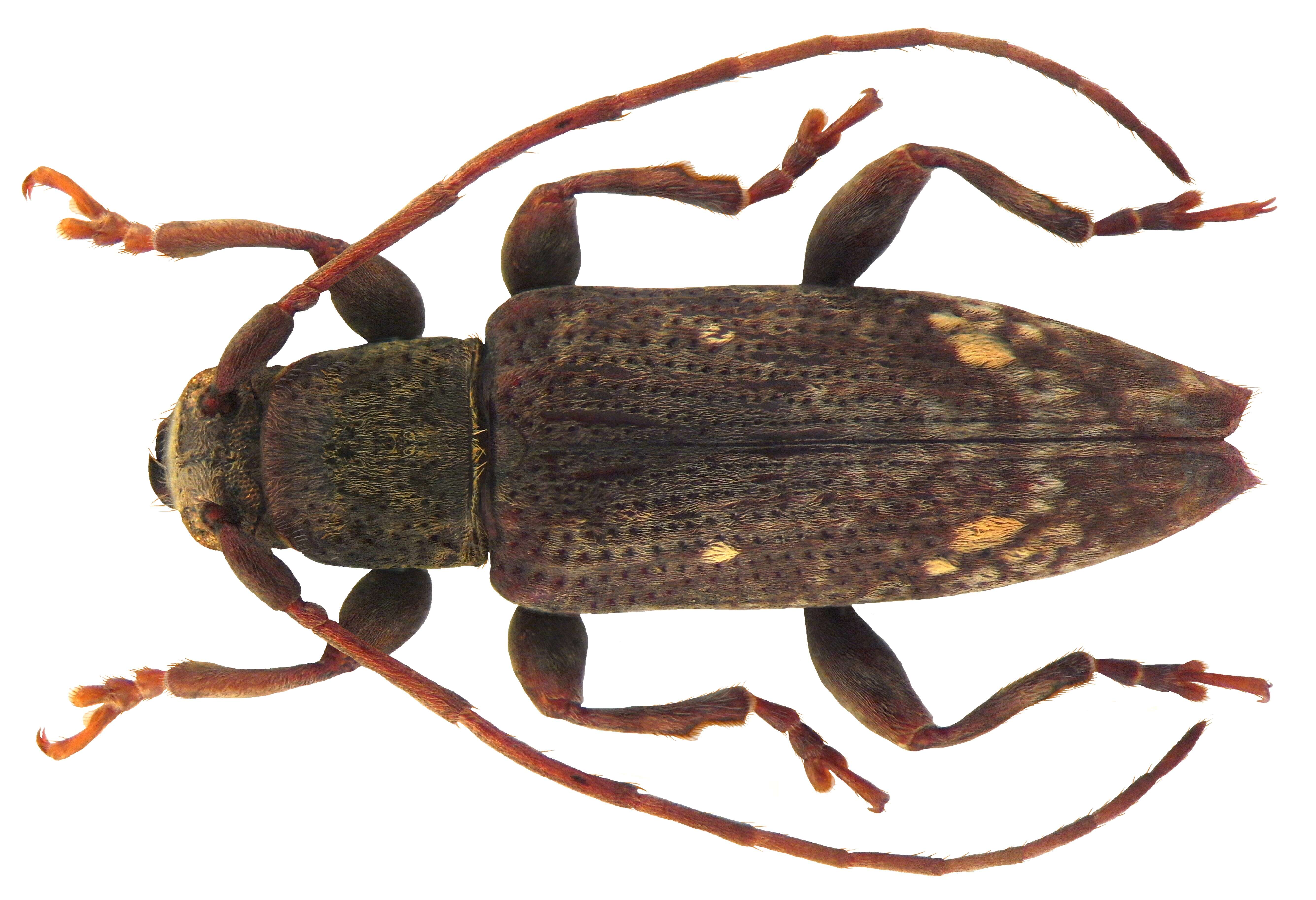 Mycerinopsis sibuyana (Aurivillius 1927) resmi