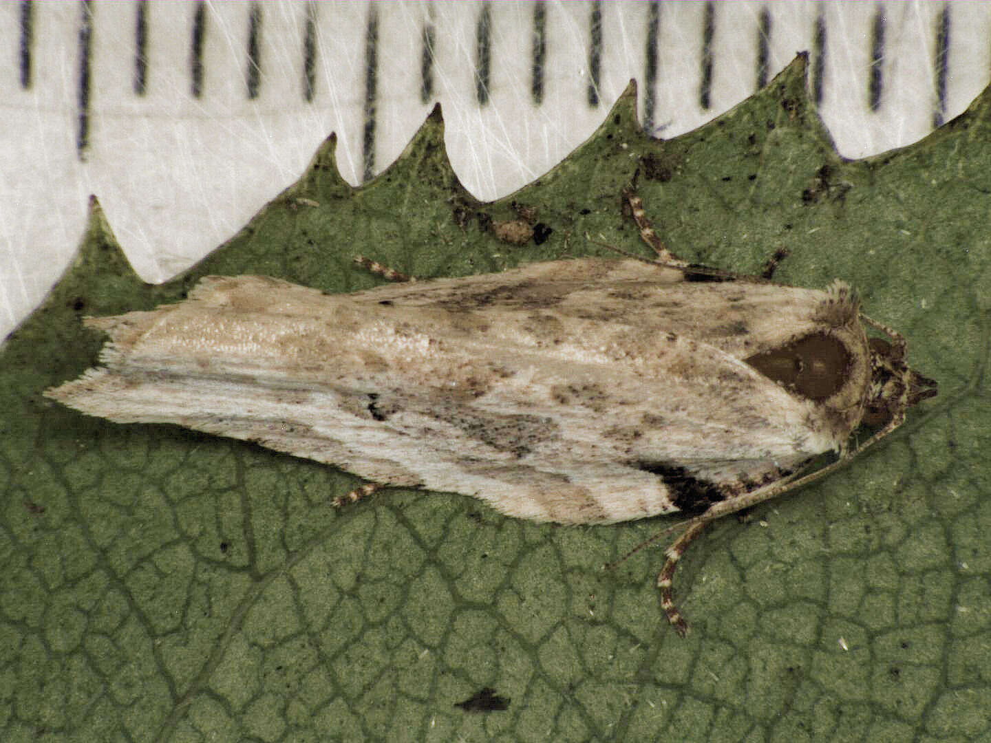 Image of brindled bell moth