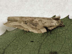 Image of brindled bell moth