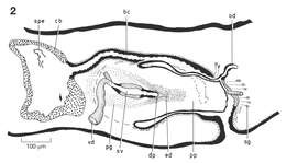 Image de Dugesia artesiana Sluys & Grant 2007