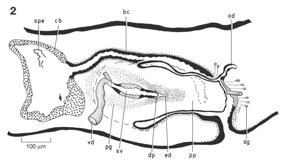 Image of Dugesia artesiana Sluys & Grant 2007