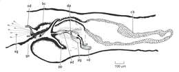 Image de Dugesia artesiana Sluys & Grant 2007