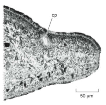 Image de Weissius capaciductus Sluys 2007