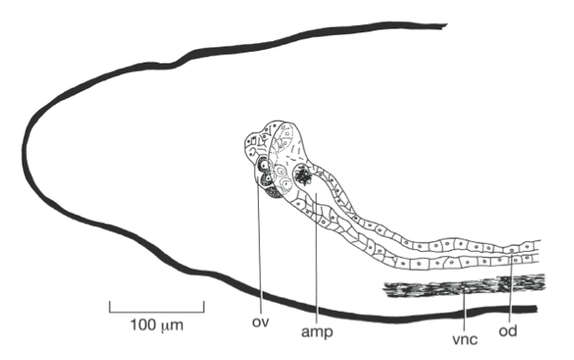 Image of Weissius capaciductus Sluys 2007