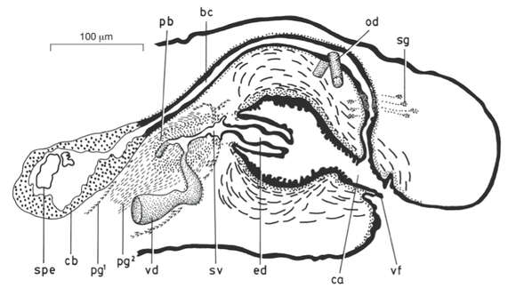 Image of Weissius capaciductus Sluys 2007