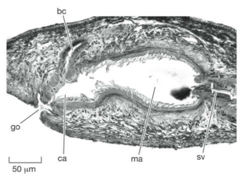 Image de Weissius capaciductus Sluys 2007