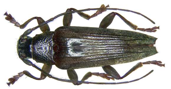 Image of Tmesisternus reductus Gressitt 1984