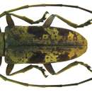 Image of Epepeotes diversus Pascoe 1866