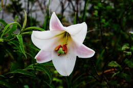 Image of Formosa lily