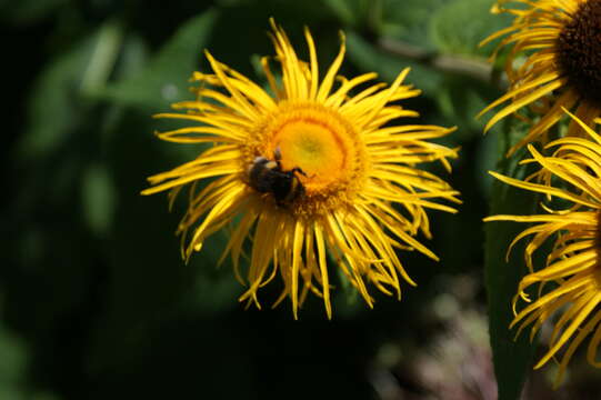 Image of Inula magnifica Lipsky