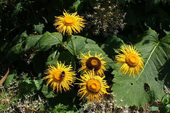 Image of Inula magnifica Lipsky